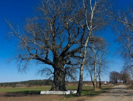 На Рівненщині зруйнувалось старезне дерево
